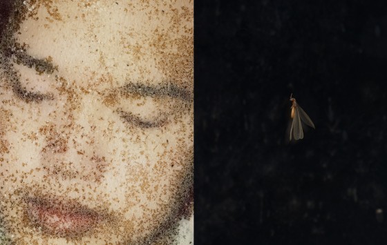 Andrzej Kramarz, Dariusz Czaja