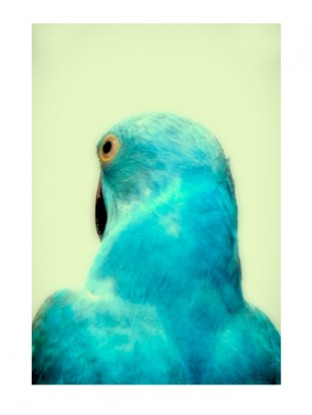  Chelsea Girls . Monika Krzynówek